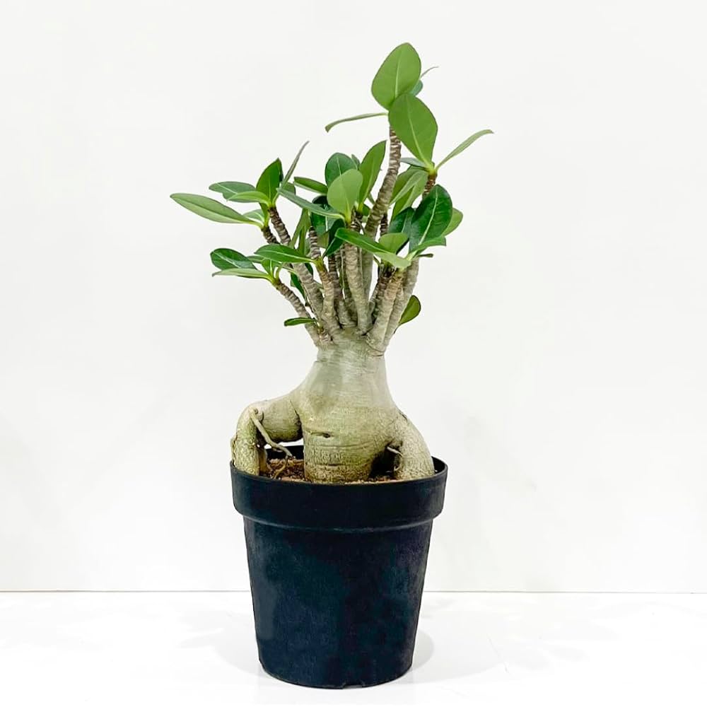 【大株】【実生株】アデニウム・アラビカム　砂漠の薔薇 実生9年目】アデニウム・アラビカム〜砂漠の薔薇〜